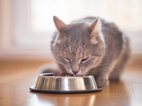 Jak karmić kota, aby był szczęśliwy, zdrowy i dobrze odżywiony