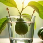 Jak wyhodować awokado w domu: Przewodnik krok po kroku